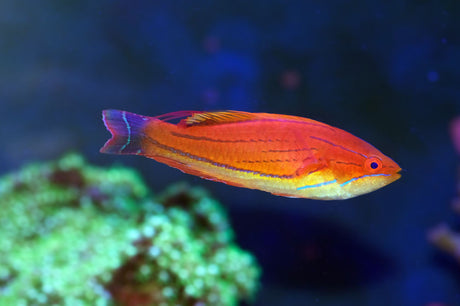Carpenter Flasher Wrasse