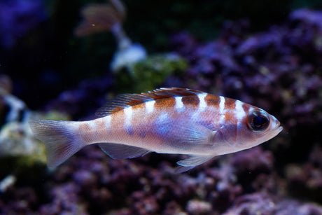 Chalk Basslet