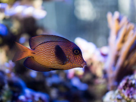 Chevron Tang Fish