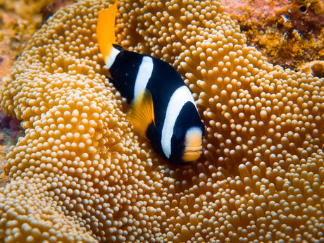 Clarkii Clownfish