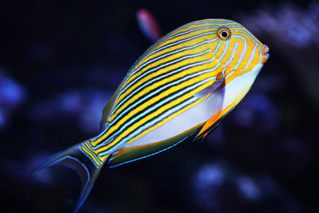 Clown Tang