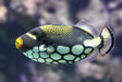 Clown Triggerfish