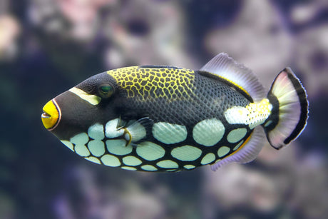 Clown Triggerfish