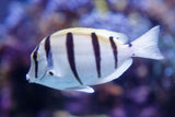 Convict Tang Fish