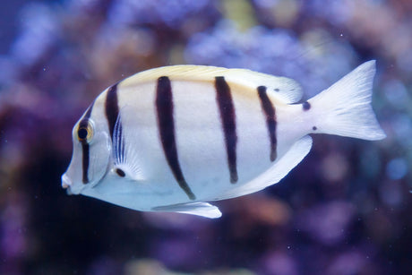 Convict Tang Fish