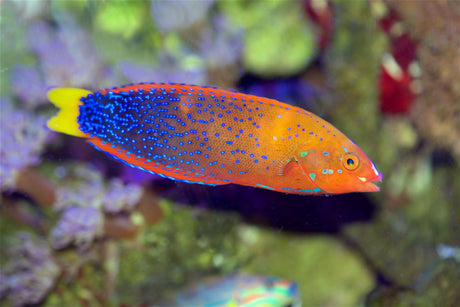 Coris Wrasse Fish