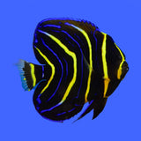Cortez Angel Fish