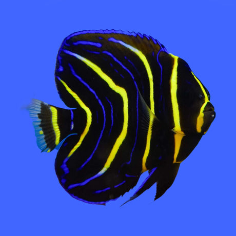 Cortez Angel Fish