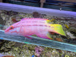 Costa Rican Hogfish