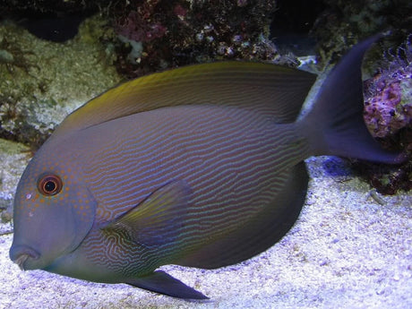 Striated Bristletooth Tang
