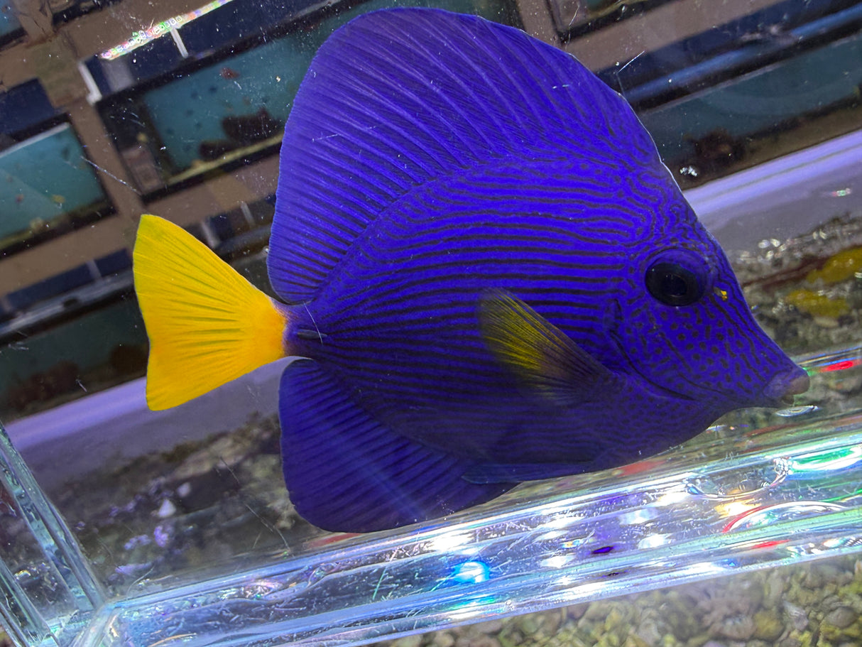 Purple Tang