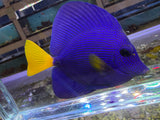 Purple Tang