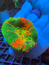 Yellow center Ultra Scoly WYSIWYG