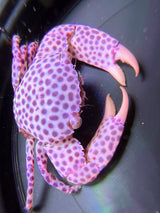 Trapezia strawberry crab