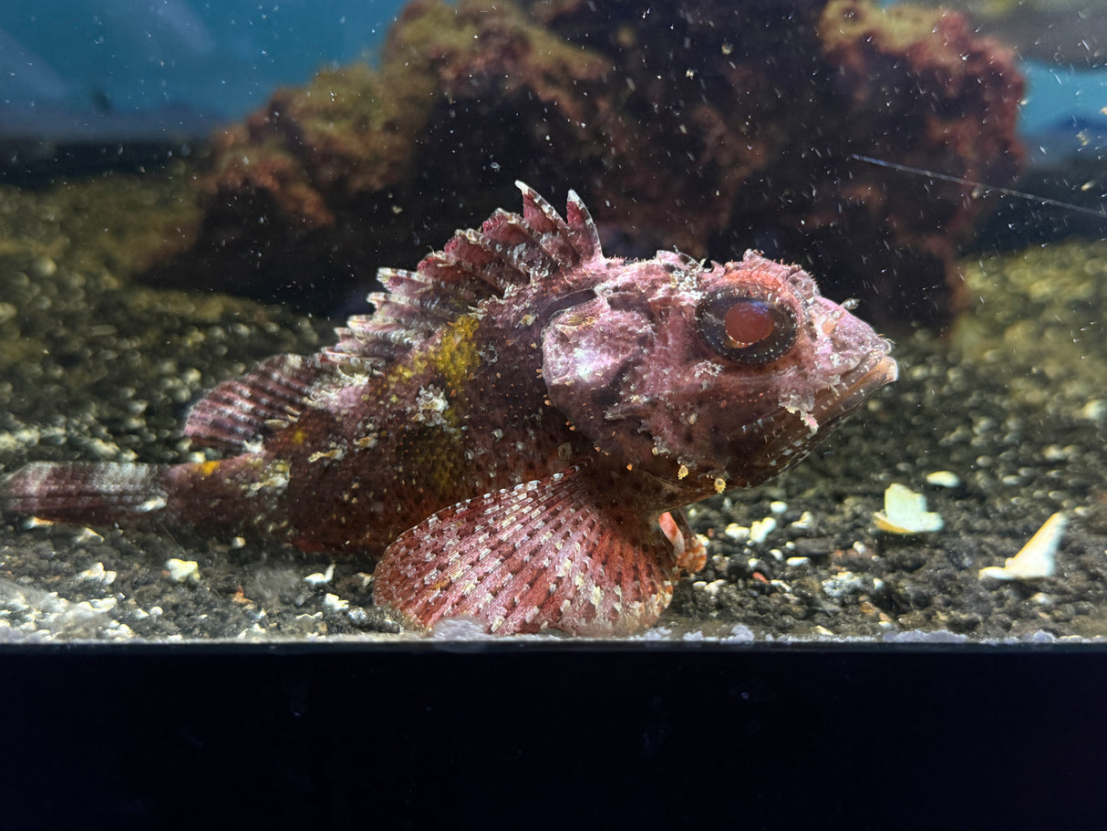 Red Scorpionfish