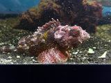 Red Scorpionfish