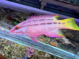 Costa Rican Hogfish