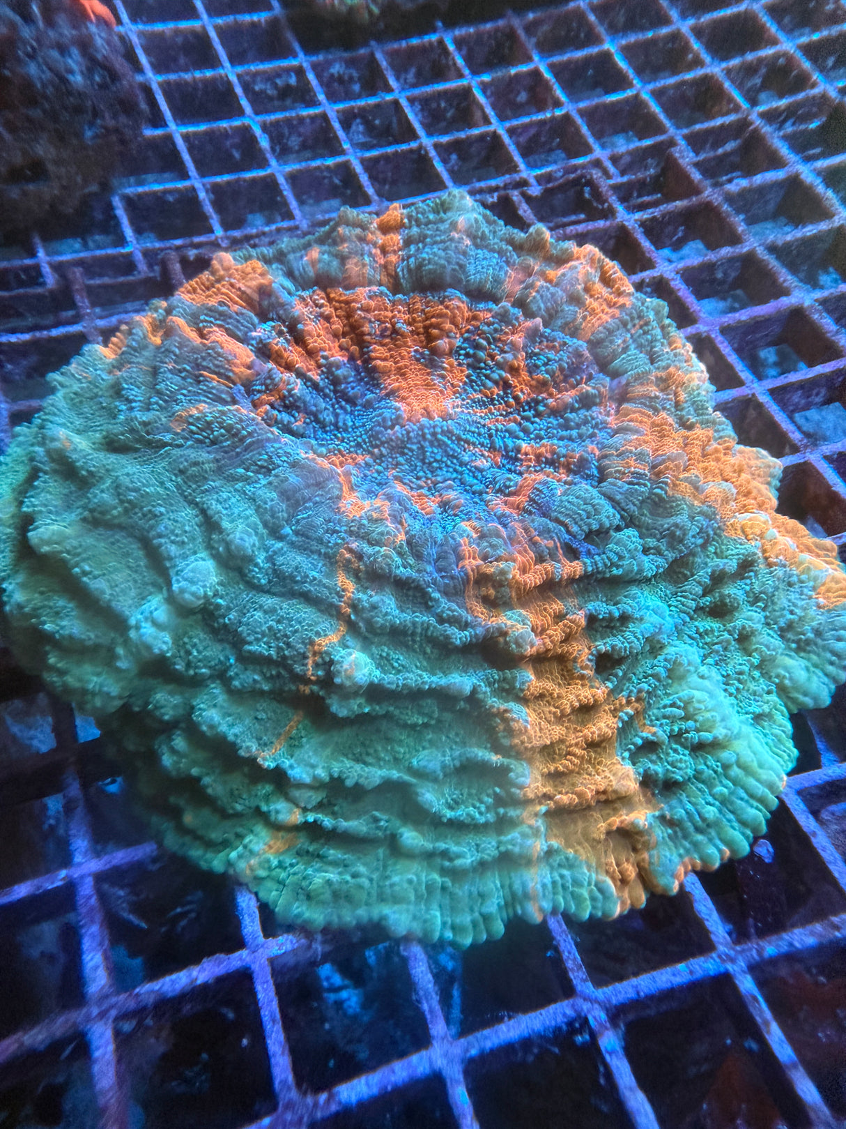 Large Meteor shower acanthophyllia WYSIWYG