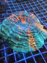 Large Meteor shower acanthophyllia WYSIWYG