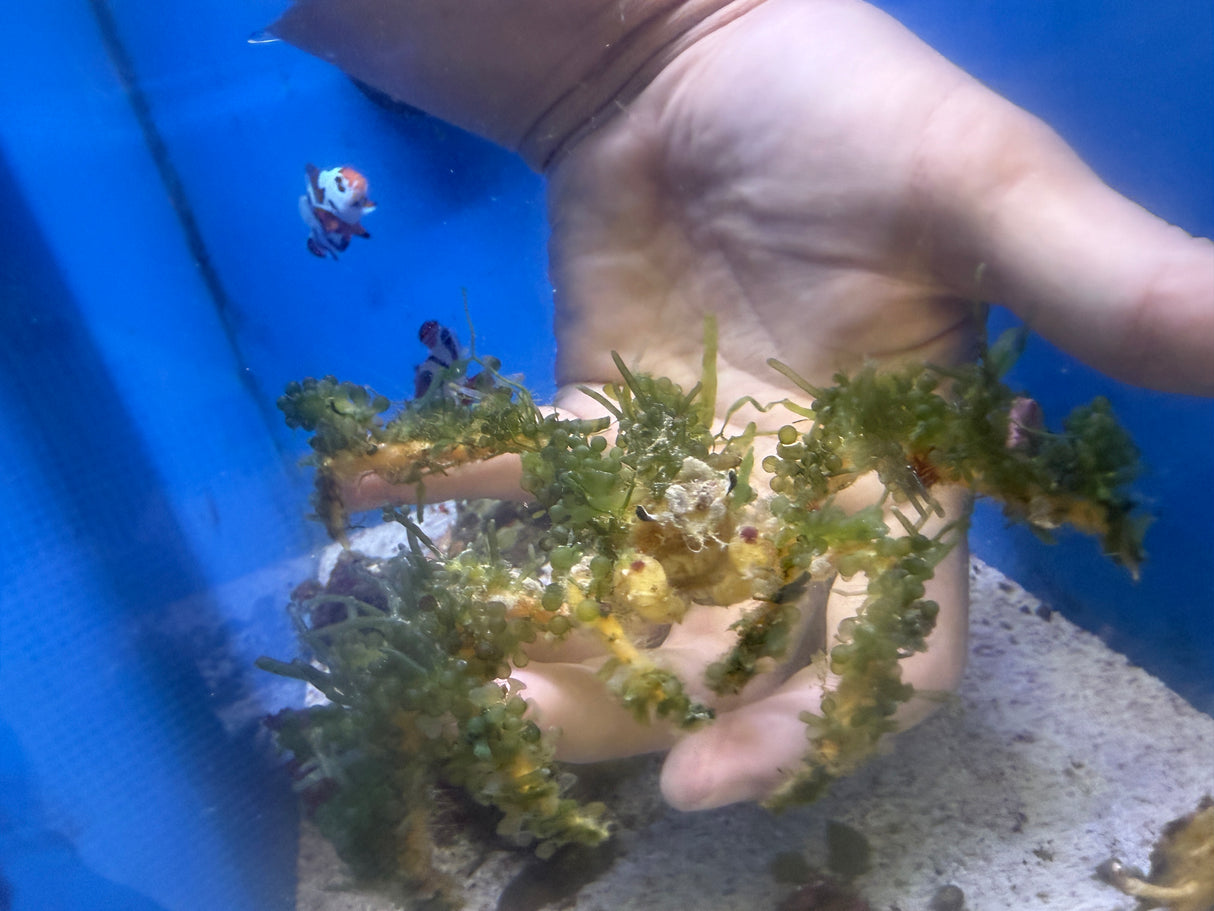 Caulerpa covered Decorator crab