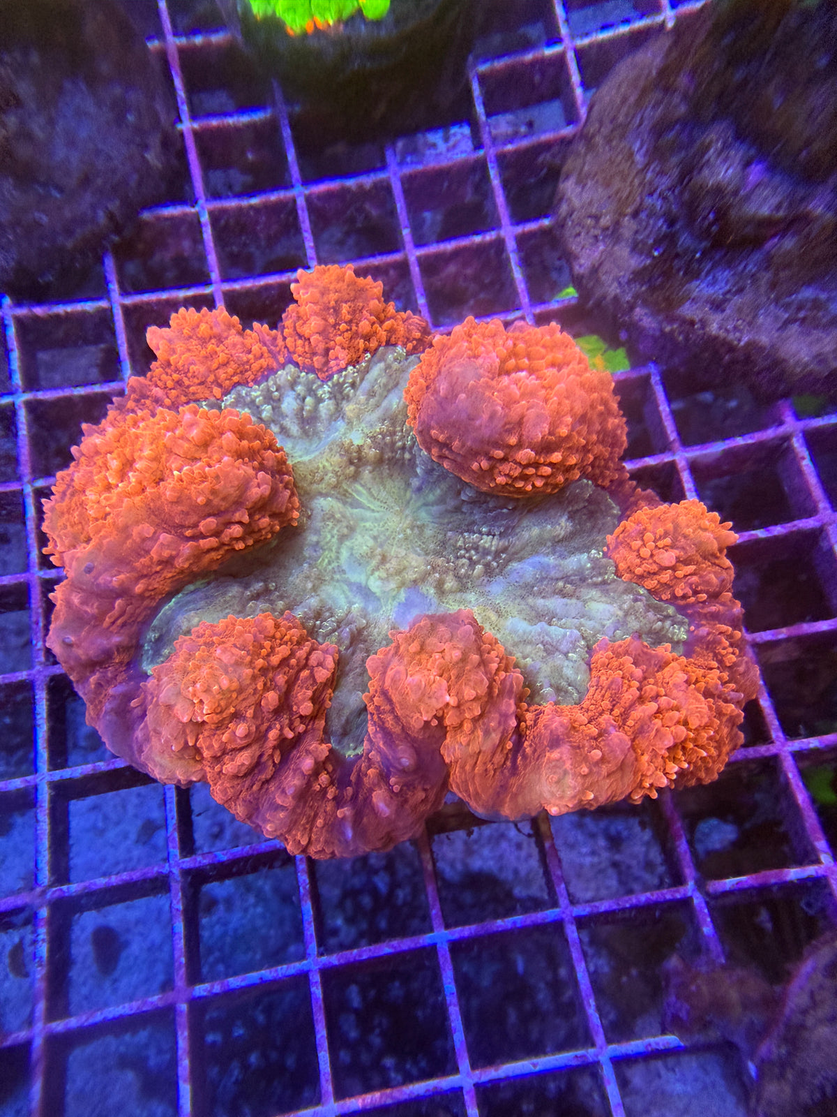 Red Symphyllia