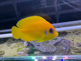 Lemonpeel angelfish