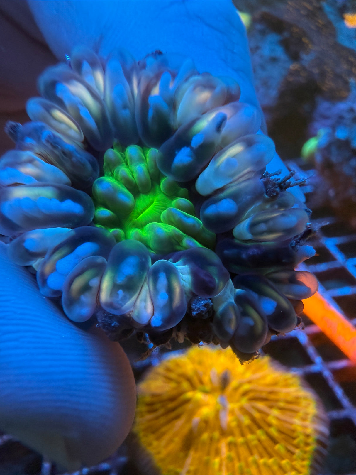 Orange green Small Cynaria WYSIWYG