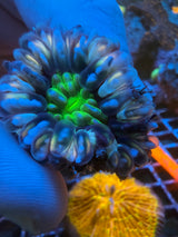 Orange green Small Cynaria WYSIWYG