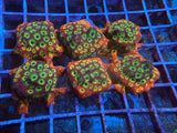 5 Pack of Stoney coral