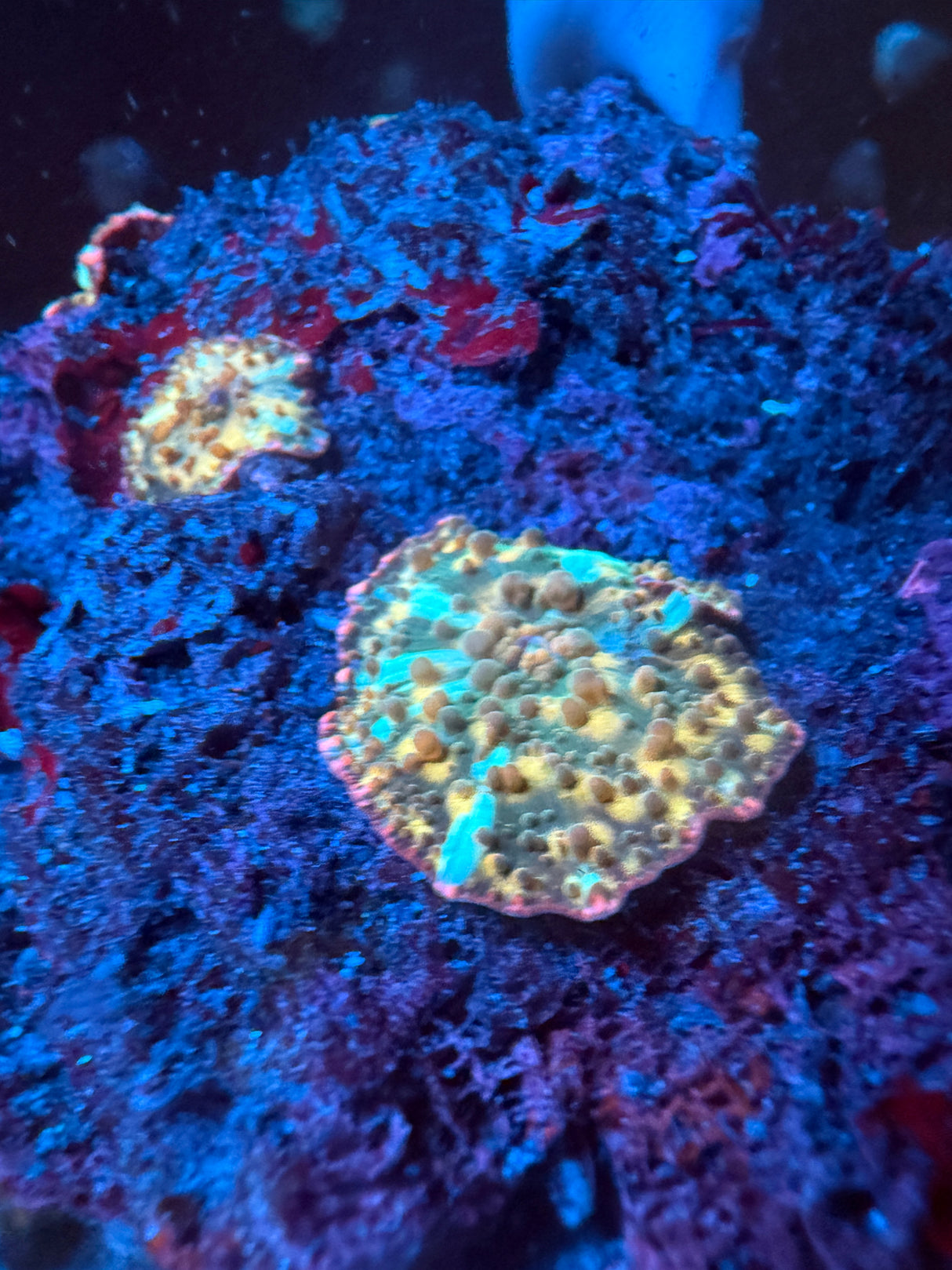 Gold Streak mushroom