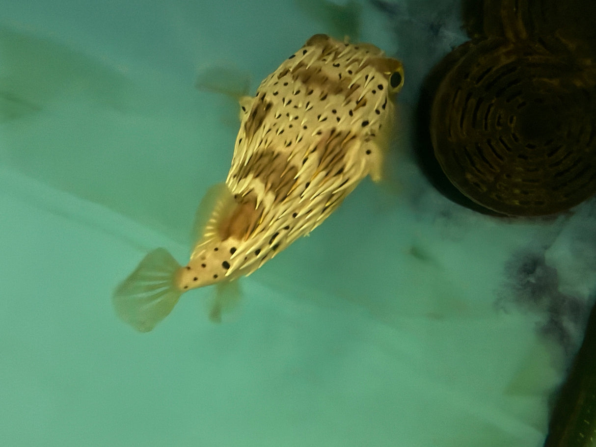 Large porcupine puffer