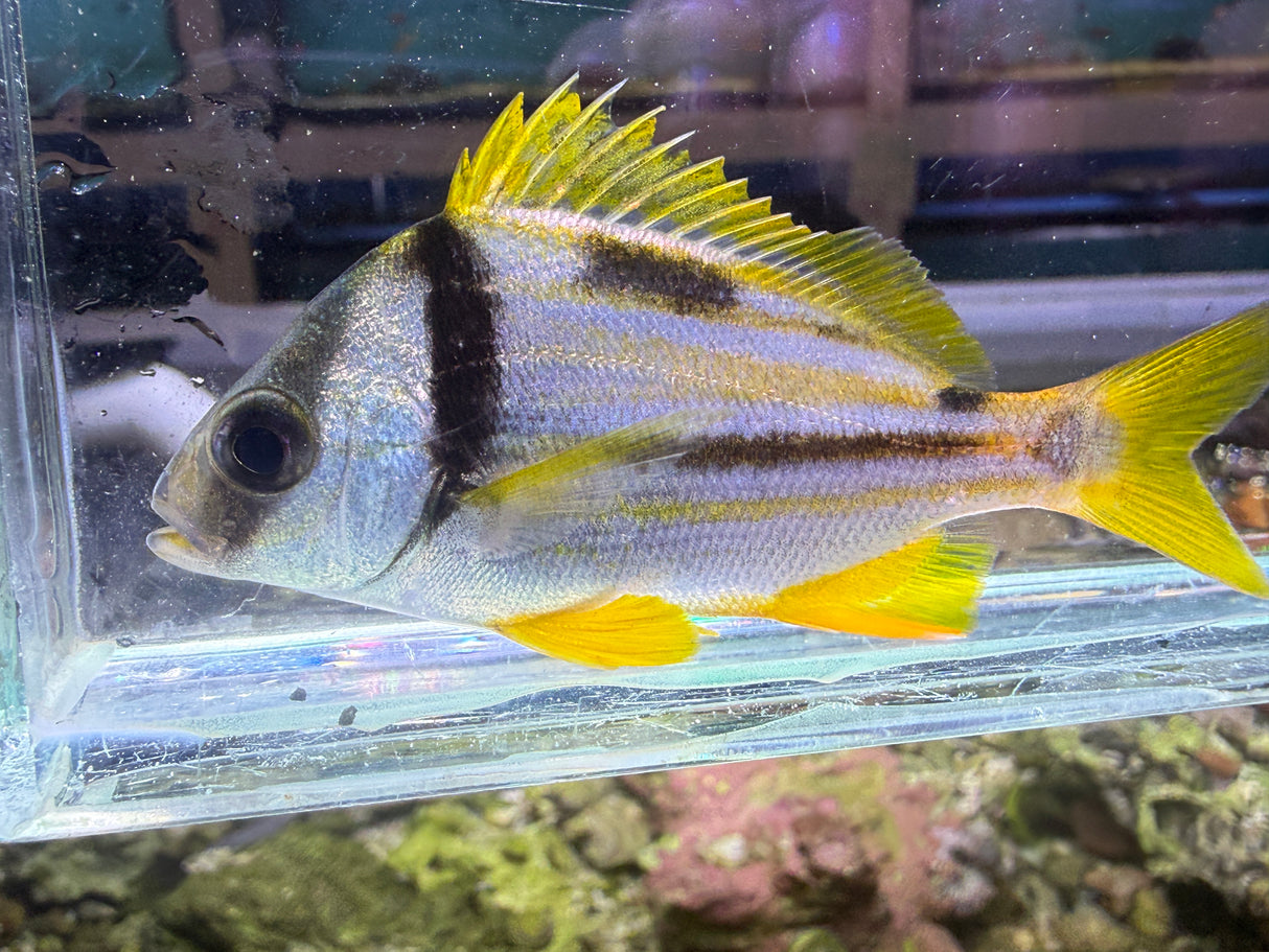 Porkfish