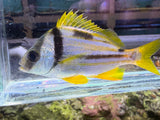 Porkfish