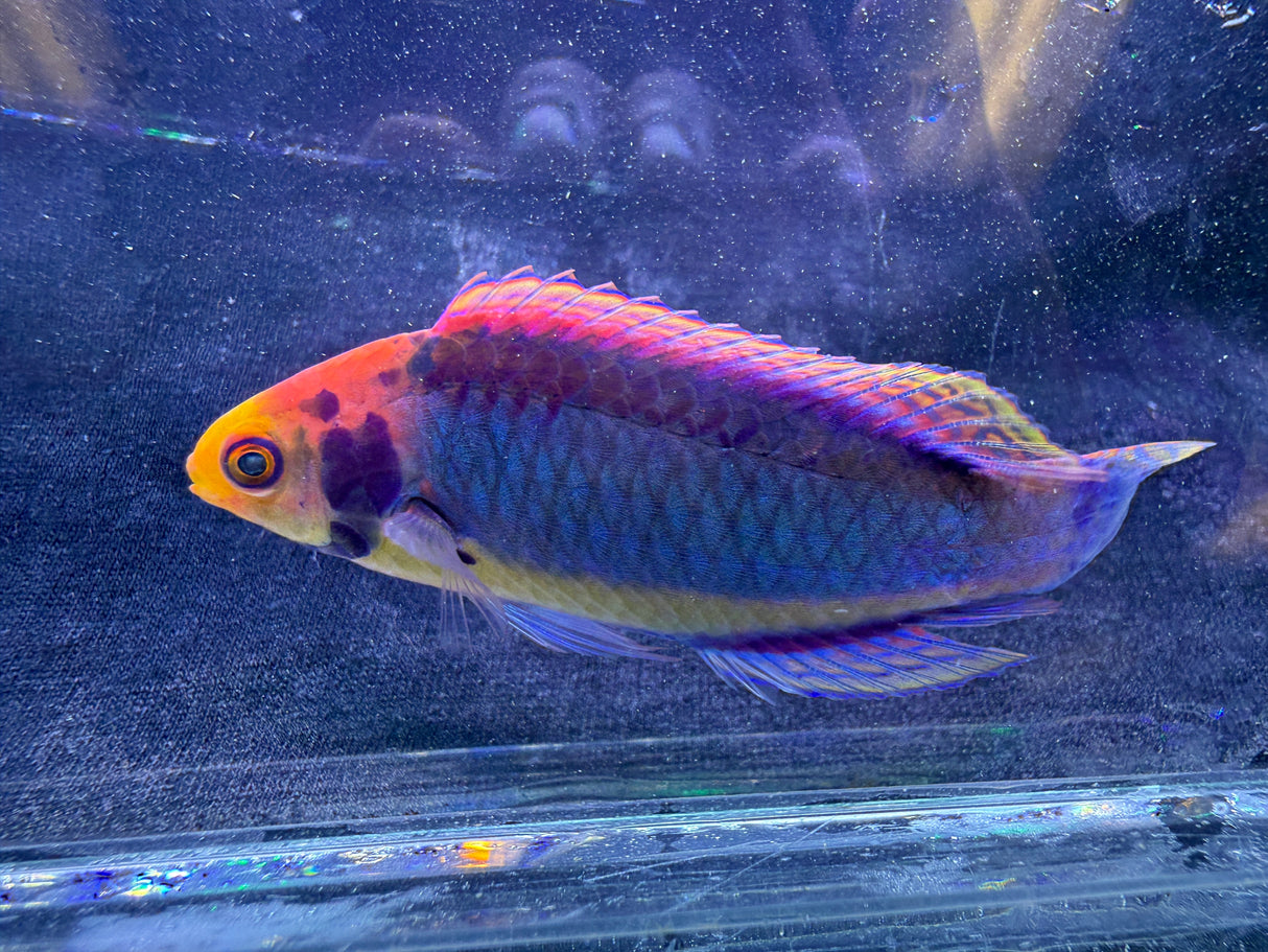 Solar clown fairy wrasse