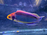Solar clown fairy wrasse
