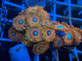 Magician Zoanthid