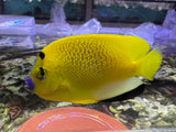 Flagfin Angelfish
