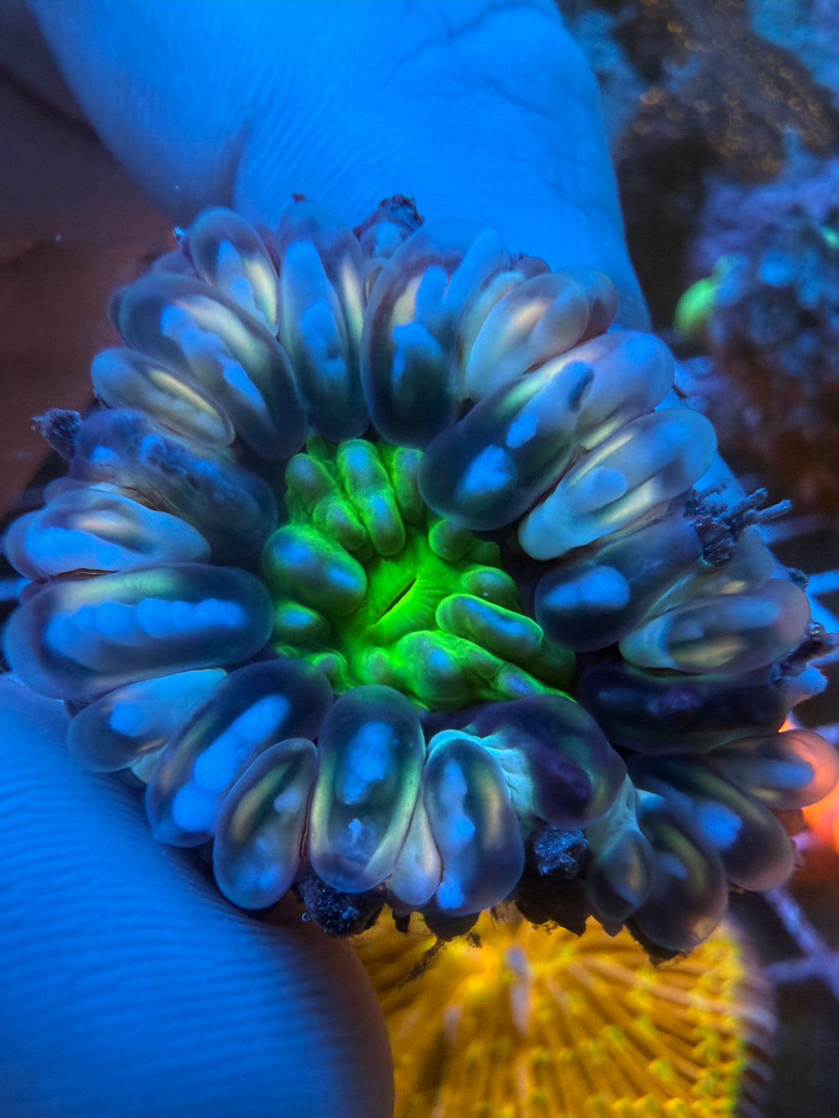 Orange green Small Cynaria WYSIWYG