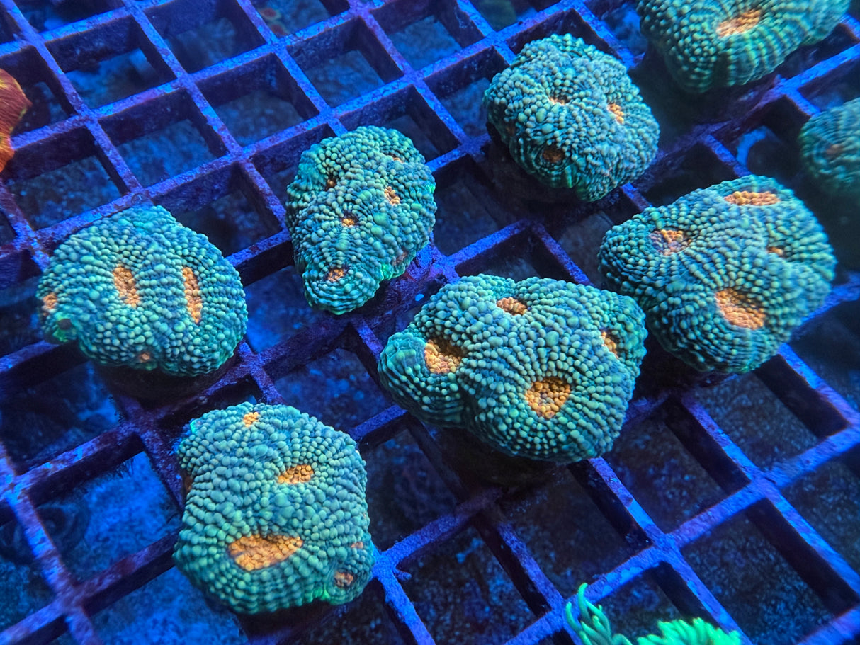 5 Pack of Stoney coral