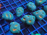 5 Pack of Stoney coral