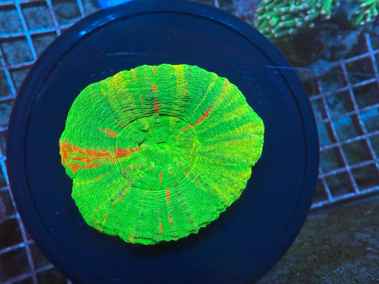 Bleeding apple Scoly 3