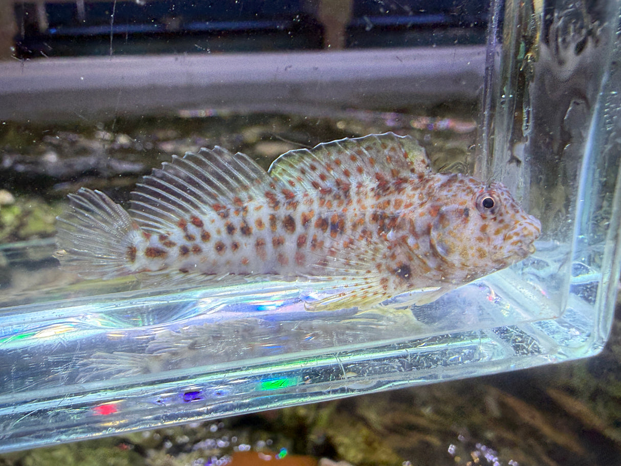 Orange spotted blenny