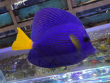 Purple Tang