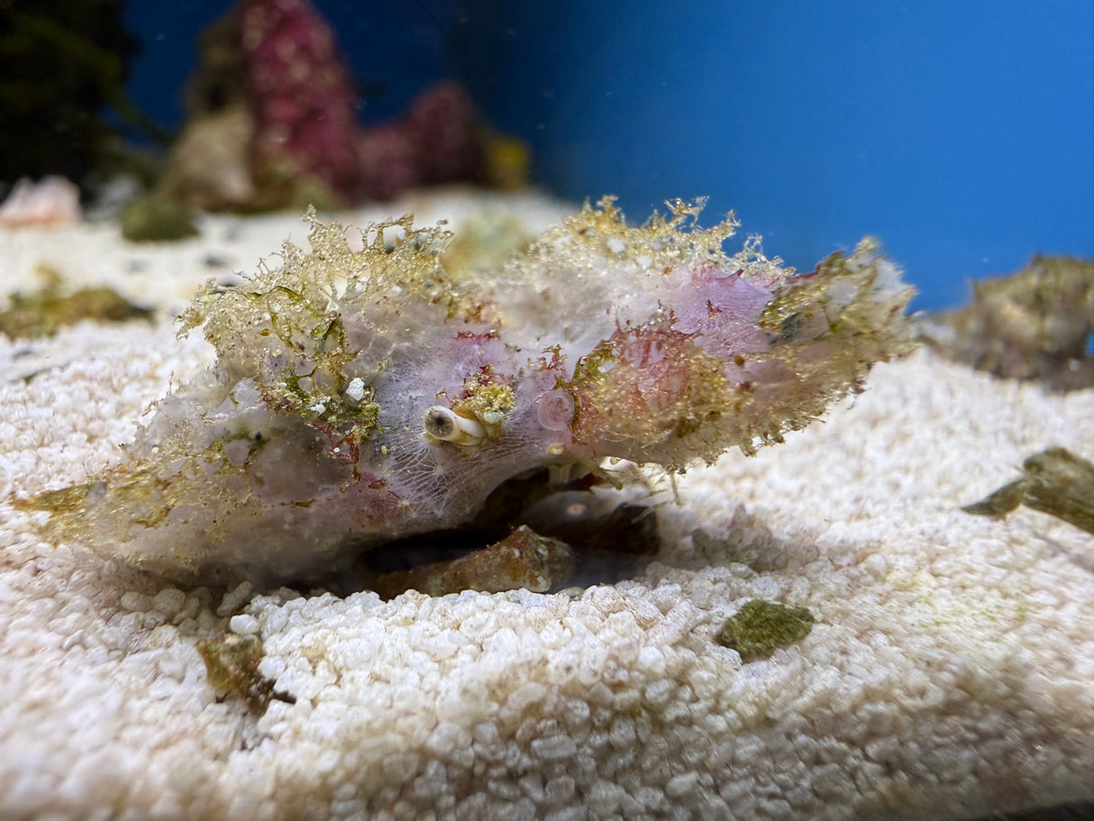 Sponge Decorator Crab