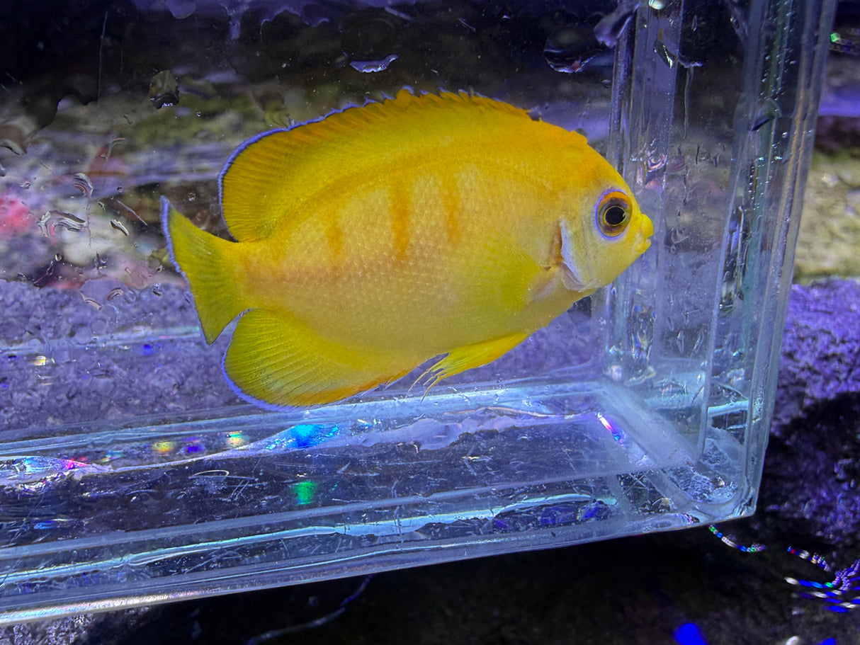 Captive Bred Lemonpeel X Eibli hybrid angelfish