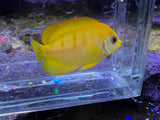 Captive Bred Lemonpeel X Eibli hybrid angelfish