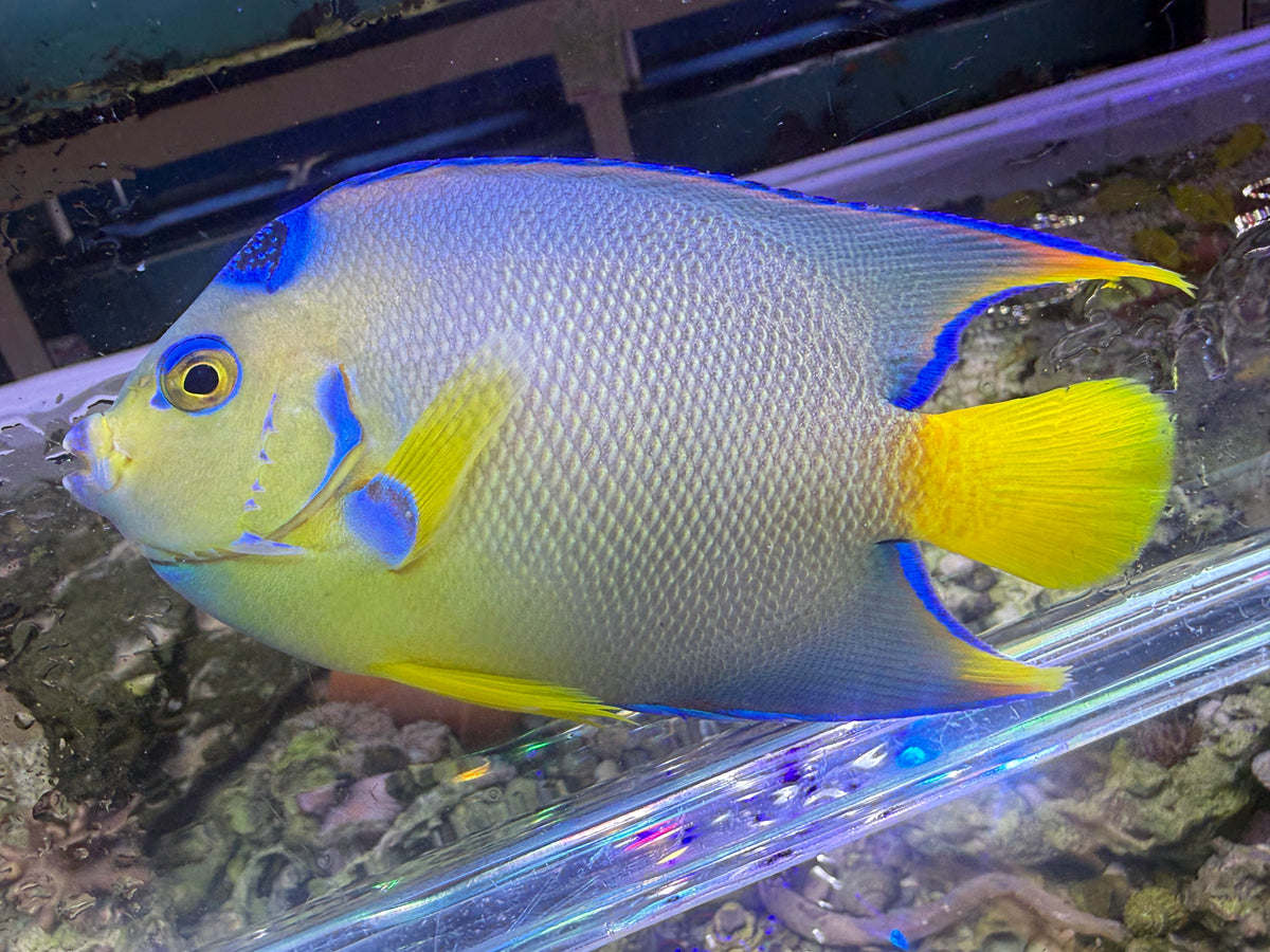 Townsend Angelfish
