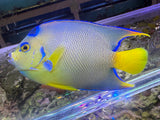 Townsend Angelfish