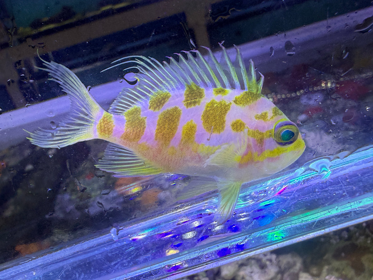Borbonius anthias