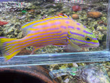 Polleni Grouper